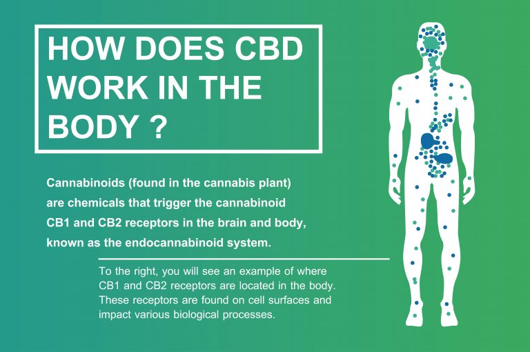 CBD: The Beginners Guide To Everything CBD - NugSmasher